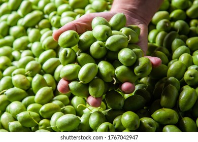 Green Olives From Chalkidiki Greece 