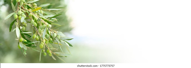 green olives grow on a olive tree branch in the garden. selective focus. banner. space for text