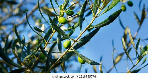 green olives growing in olive tree ,in mediterranean landscape - Shutterstock ID 1518955796