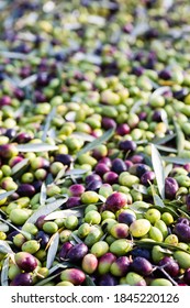 Green Olives Harvest In Puglia, South Italy