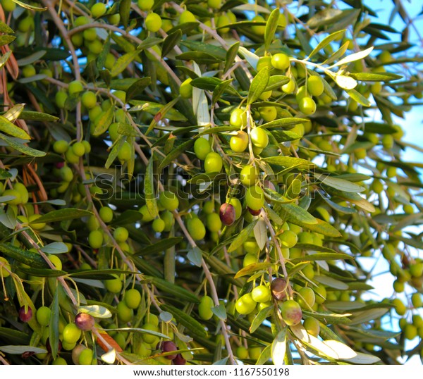 Green Olives Olea Europaea Small Tree Stock Photo Edit Now
