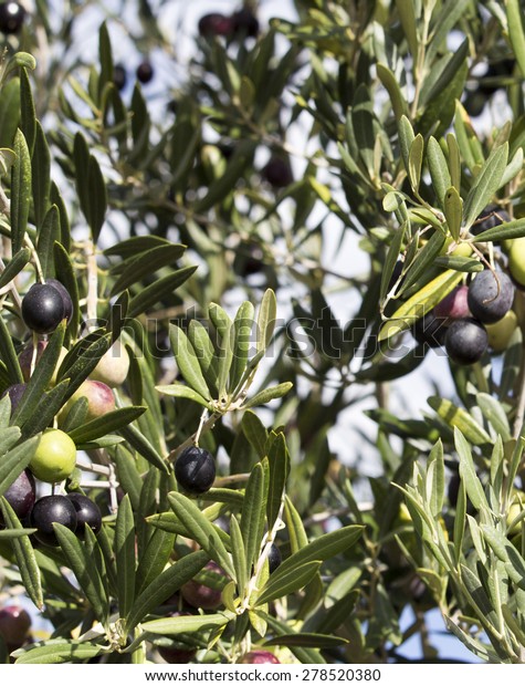 Green Olives Olea Europaea Small Tree Stock Photo Edit Now 278520380