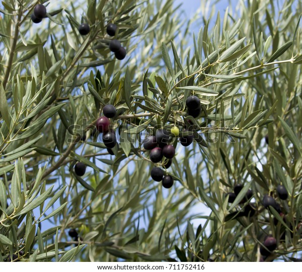 Green Olives Olea Europaea Small Tree Stock Photo Edit Now 711752416