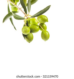 green olives in olive tree branch 
 isolated on a white background     