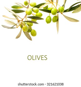 green olives in olive tree branch   
 isolated on a white background     