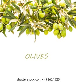 green olives in olive tree branch 
isolated on a white background