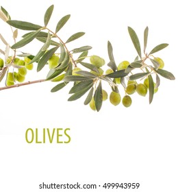 green olives in olive tree branch
 isolated on a white background