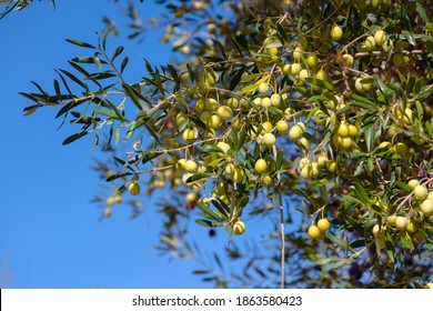 Green olives on olive branches with leaves in the field. Blue sky at background. Selective focus