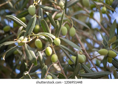 Green olives riping on olive tree - Shutterstock ID 1206951448