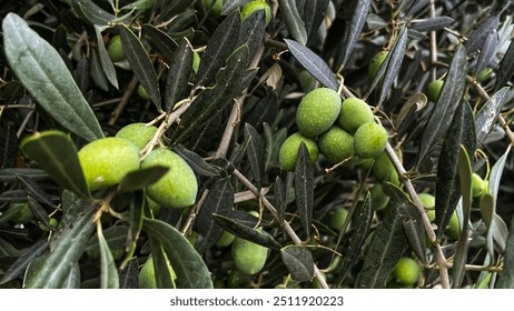 Green Olives Waiting to Ripen on the Tree. Olives and olive trees are one of the indispensable fruits of the Mediterranean climate. - Powered by Shutterstock