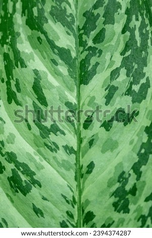 Green on green pattern of a variegated plant leaf