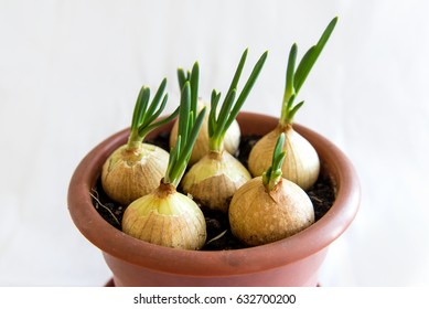 Green Onion