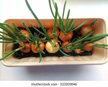 Green Onion Growing In A Pot. View From Above