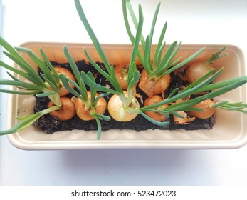 Green Onion Growing In A Pot. View From Above