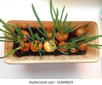 Green Onion Growing In A Pot. View From Above