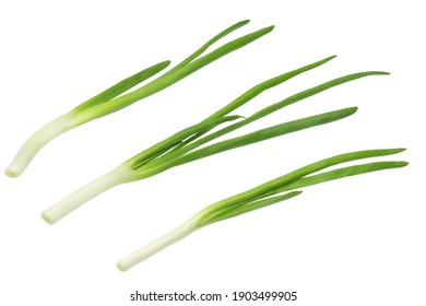 wild onion free graphic downloads