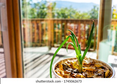 Green Onion Leaves By House Window With Sunlight And Patio Deck Macro Closeup Growing With Autumn Leaf Mulch