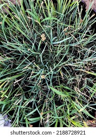 Green Onion Or Scallion In The Garden, Fresh Spring Chives. Top View