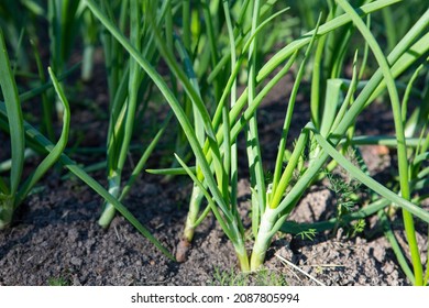 green onion scallion shallots growing in a garden bed in ground soil in a backyard field. filled frame close up shot