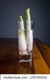 Green onion, spring onion or scallion are the easiest food scrap to regrow. Take the leftover roots, drop them in a glass with enough water to cover them.  Example of simple indoor gardening.