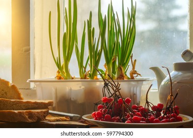 Green Onion And Viburnum Snowball At Window Sill In Village