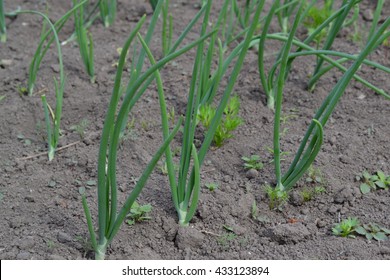 Green Onions. Allium Cepa