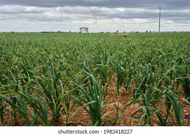 2,985 Extensive farming Images, Stock Photos & Vectors | Shutterstock