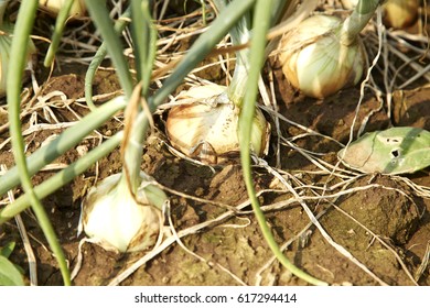 Green onions grow in the garden, closeup