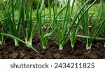 Green onions grow in the garden outdoors. Panorama. Growing organic vegetables. Greens to the table.