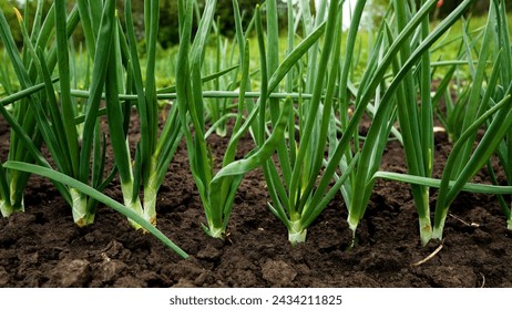 Green onions grow in the garden outdoors. Panorama. Growing organic vegetables. Greens to the table.