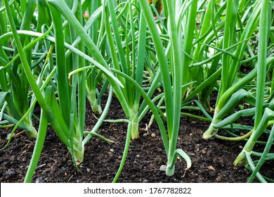 Green Onions Growing In The Garden. Spring Vegetables.