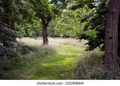 25,133 British Woodland Images, Stock Photos & Vectors 