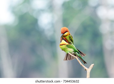 Green, Orange Bird, Chestnut headed Bee-eater on a branch in nature - Shutterstock ID 734453632