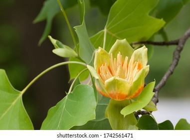 Green And Orange Flower Of The Tulip Poplar Tree (liriodendron Tulipfera)