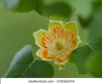 Green And Orange Flower Of The Tulip Poplar Tree (liriodendron Tulipfera)