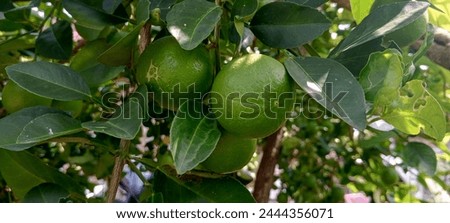 
Green orange fruit plants grow in tropical regions of Indonesia, usually used for drinks