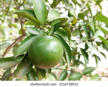 Green Orange Plant And Fruit