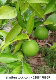 Green Orange Plant With Fruits