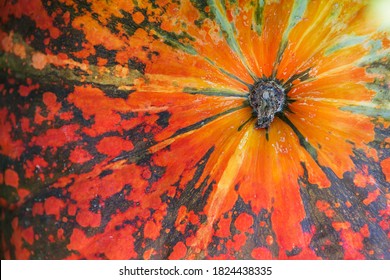 Green and orange pumpkin. Vegetable peel texture. Ripe squash closeup photo. Autumn season background.a close up of a bright orange pumpkin showing stem. Close up of pumpkin texture background - Powered by Shutterstock