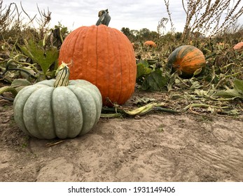Green and Orange Pumpkins in a Pumpkin Patch 