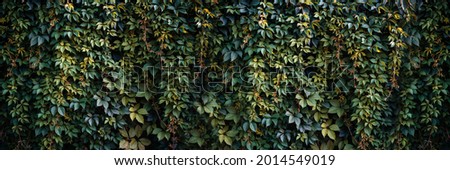 Green and orange wild grapes leaves wall background. The natural texture of the wild grapes leaves, green wall covered with vine leaves banner