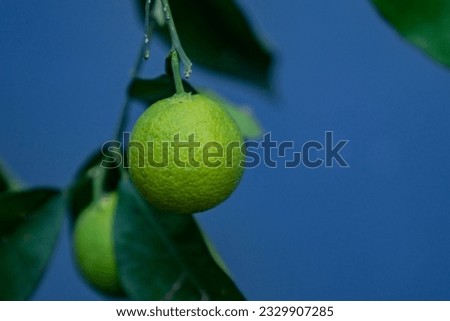 Green oranges on the tree. In a dark blue sky, on a tree branch, with immature green orange leaves, it is a storehouse of vitamin C. This citrus smells amazing and the grip is good for colds. Acidic.