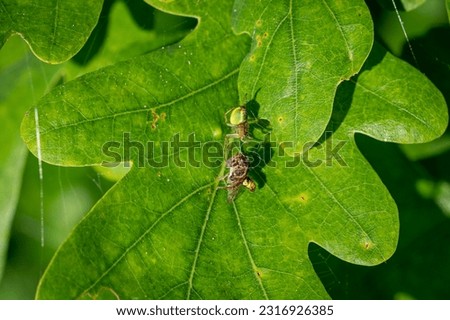 Green orb weaver spider, Araniella cucurbitina, wrapping up prey on a green leaf