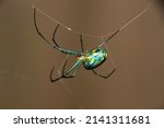 Green Orchard Spider on Thin Web Line