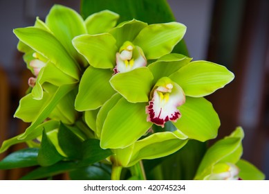 Green Orchid 