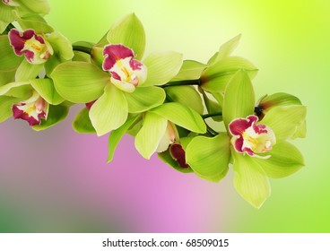 Green Orchid