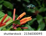 Green Orchid Bee on an Orange Flower