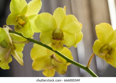Green orchid flowers 