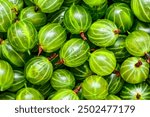 Green Organic Berries Gooseberries.Berries  gooseberry close-up. Background from gooseberries.Harvest concept. Vegetarian food.Top view,