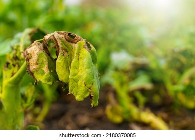 Green Organic Kale Crops Are Dying On The Farm In The Sun, Ready